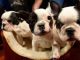 English Bulldog Puppies for sale in Marryott St, Monroe Township, NJ 08831, USA. price: $400