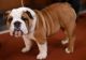 English Bulldog Puppies for sale in Colorado Springs, CO, USA. price: $200