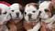 English Bulldog Puppies for sale in New Rochelle, NY, USA. price: $400