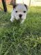 English Bulldog Puppies for sale in Oxnard, CA, USA. price: NA