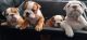 English Bulldog Puppies for sale in Baltimore, MD, USA. price: NA