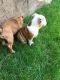 English Bulldog Puppies for sale in Chastain Park, Atlanta, GA, USA. price: NA