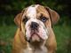 English Bulldog Puppies for sale in Central Park S, New York, NY, USA. price: $500