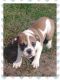 English Bulldog Puppies for sale in Seymour, MO 65746, USA. price: $1,600