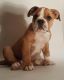 English Bulldog Puppies for sale in Linden, VA 22642, USA. price: NA