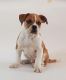 English Bulldog Puppies for sale in Linden, VA 22642, USA. price: $2,500