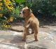 English Bulldog Puppies for sale in Linden, VA 22642, USA. price: $2,000