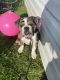 English Bulldog Puppies for sale in Evans Mills, NY 13637, USA. price: $4,000