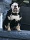 English Bulldog Puppies for sale in Solon, OH 44139, USA. price: $3,500
