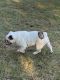 English Bulldog Puppies for sale in Tecumseh, OK, USA. price: NA