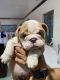 English Bulldog Puppies for sale in Stafford, VA 22554, USA. price: NA