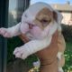 English Bulldog Puppies for sale in Worcester, MA, USA. price: $430