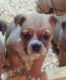 English Bulldog Puppies for sale in Maryville, TN, USA. price: $1,500