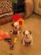 English Bulldog Puppies for sale in Savannah, GA, USA. price: NA