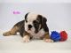 English Bulldog Puppies for sale in Avenel St, Woodbridge Township, NJ 07001, USA. price: NA