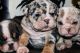 English Bulldog Puppies for sale in Newcomerstown, OH 43832, USA. price: NA