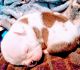 English Bulldog Puppies for sale in Booneville, AR 72927, USA. price: $1,500