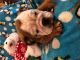 English Bulldog Puppies for sale in Houston Heights, Houston, TX 77008, USA. price: NA