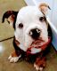 English Bulldog Puppies for sale in Roanoke, VA 24017, USA. price: $1,800