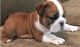 English Bulldog Puppies for sale in Arizona City, AZ 85123, USA. price: $1,200