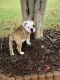 English Bulldog Puppies for sale in Summerville, SC, USA. price: NA