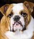 English Bulldog Puppies for sale in New York New York Casino, 3790 S Las Vegas Blvd, Las Vegas, NV 89109, USA. price: NA