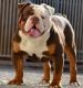 English Bulldog Puppies for sale in New Jasper, OH 45385, USA. price: NA