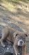 English Bulldog Puppies for sale in Houston, TX 77081, USA. price: NA