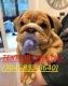 English Bulldog Puppies for sale in Alabama City, Gadsden, AL 35904, USA. price: NA