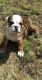 English Bulldog Puppies for sale in Austin, TX 78744, USA. price: $3,500