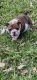 English Bulldog Puppies for sale in Temple, TX, USA. price: NA
