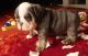English Bulldog Puppies for sale in Moreno Valley, CA, USA. price: NA