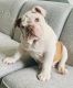English Bulldog Puppies for sale in Mickleton, NJ 08056, USA. price: NA