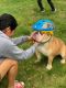 English Bulldog Puppies for sale in Centreville, VA, USA. price: $2,000