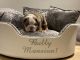 English Bulldog Puppies for sale in Boston, MA, USA. price: $500