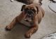 English Bulldog Puppies for sale in Desert Hot Springs, CA 92240, USA. price: NA