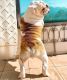 English Bulldog Puppies for sale in Los Gatos, CA, USA. price: NA