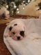 English Bulldog Puppies for sale in Millville, NJ 08332, USA. price: NA