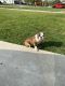 English Bulldog Puppies for sale in Maple Heights, OH, USA. price: NA