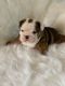 English Bulldog Puppies for sale in Camp Verde, AZ 86322, USA. price: NA