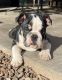 English Bulldog Puppies for sale in Waddell, AZ 85355, USA. price: NA