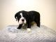 English Bulldog Puppies for sale in Fullerton, CA, USA. price: NA