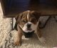 English Bulldog Puppies for sale in Tacoma, WA, USA. price: $1,500