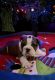 English Bulldog Puppies for sale in Hinton, IA 51024, USA. price: $3,000