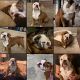 English Bulldog Puppies for sale in Corpus Christi, TX, USA. price: NA