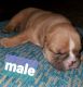 English Bulldog Puppies for sale in Norco, CA, USA. price: NA