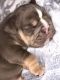 English Bulldog Puppies for sale in East Brunswick, NJ, USA. price: NA