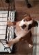English Bulldog Puppies for sale in Pensacola, FL, USA. price: NA
