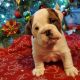 English Bulldog Puppies for sale in West Hollywood, CA 90038, USA. price: NA