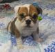 English Bulldog Puppies for sale in Spring Valley, NY, USA. price: NA